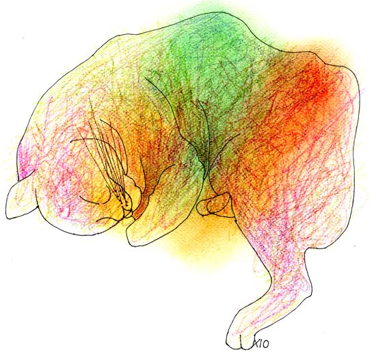 14-gato colores durmiendo